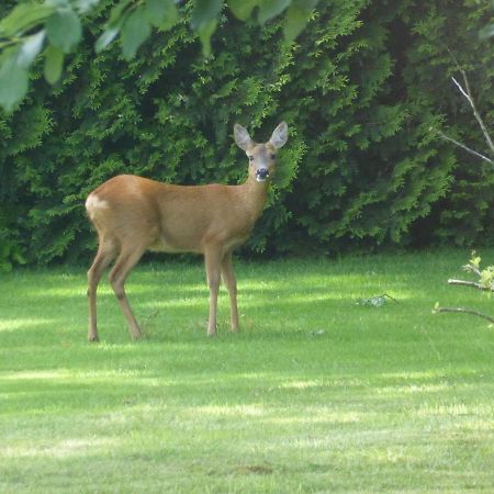 Vakantie Op De Veluwe Villa Lunteren Eksteriør billede