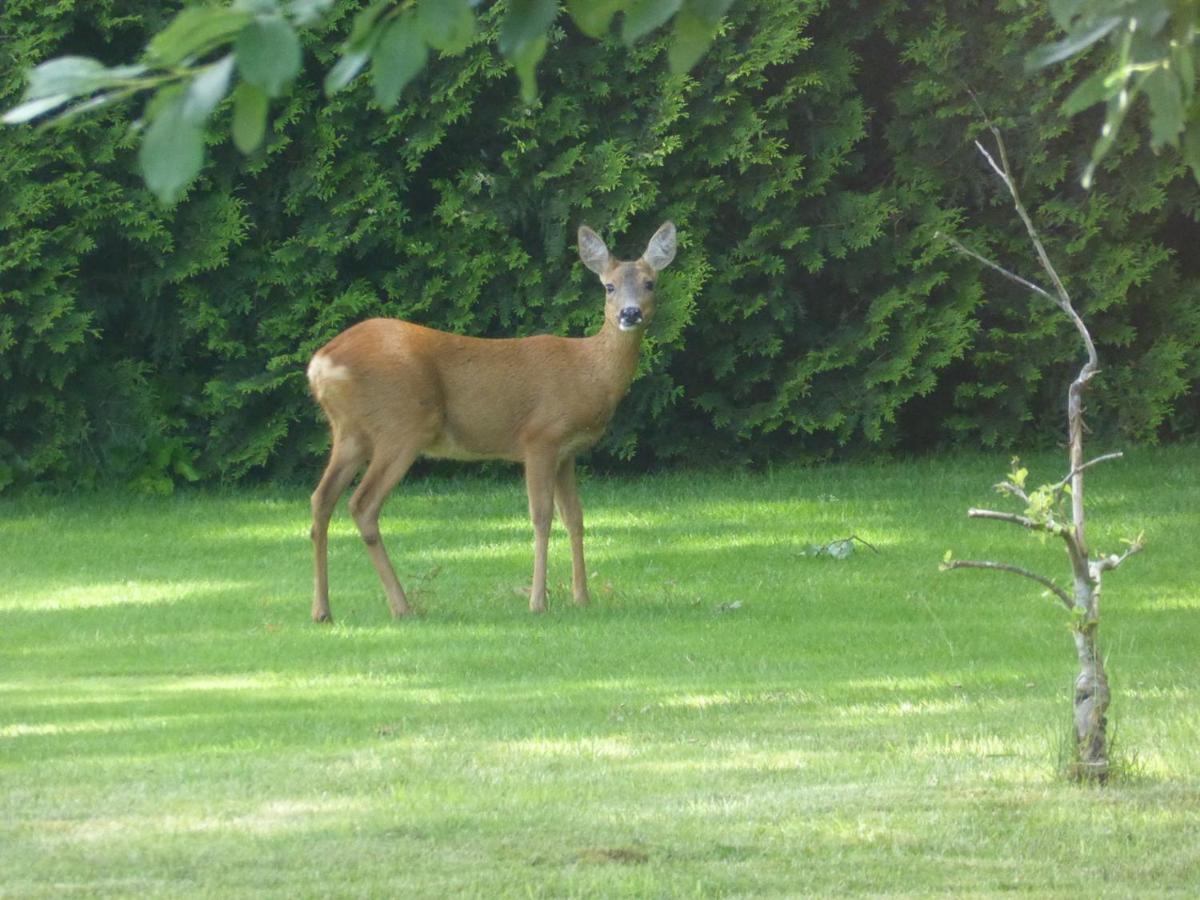 Vakantie Op De Veluwe Villa Lunteren Eksteriør billede